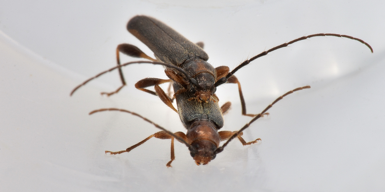 Cerambycidae in accoppiamento:  Poecilium lividum